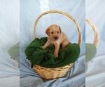 Small Photo #9 Goldendoodle Puppy For Sale in JEDDO, MI, USA