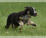 Small #2 Mutt