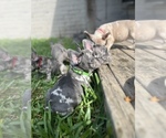 Small Photo #4 French Bulldog Puppy For Sale in LEAGUE CITY, TX, USA