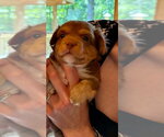 Small #4 Chihuahua Mix
