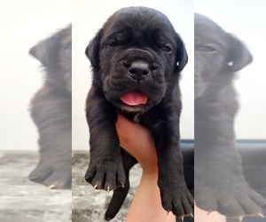 Cane Corso Puppy for Sale in LAS VEGAS, Nevada USA