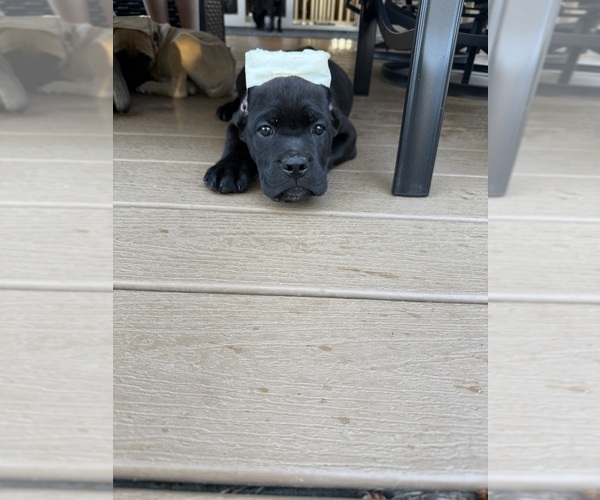Medium Photo #16 Cane Corso Puppy For Sale in PORTLAND, OR, USA