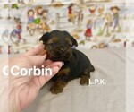Image preview for Ad Listing. Nickname: Tiny Corbin