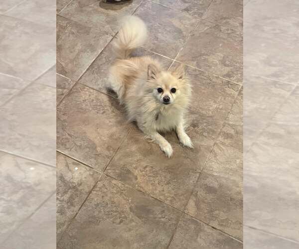 Medium Photo #1 Pomeranian Puppy For Sale in Jackson Township, NJ, USA
