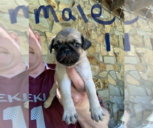 Pug Puppy for sale in WILLIAMSBURG, VA, USA