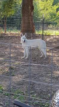 Medium Photo #1 German Shepherd Dog Puppy For Sale in DIME BOX, TX, USA