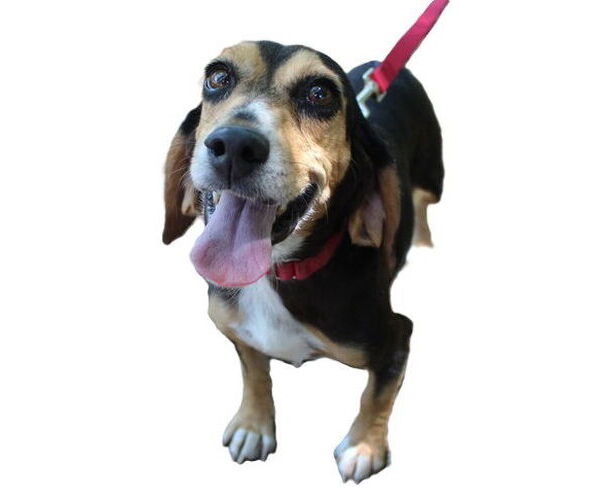 Medium Photo #1 Beagle Puppy For Sale in Dunnellon, FL, USA