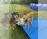 Small #2 Chihuahua Mix
