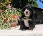 Small #8 Miniature Bernedoodle