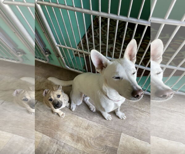 Medium Photo #8 Mutt Puppy For Sale in San Diego, CA, USA