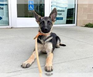 German Shepherd Dog Dogs for adoption in Orange, CA, USA