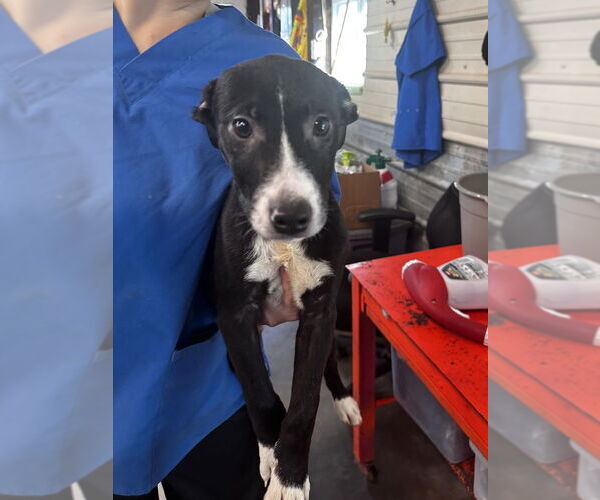 Medium Photo #1 Border Collie-Unknown Mix Puppy For Sale in Foristell, MO, USA