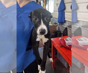 Border Collie-Unknown Mix Dogs for adoption in Foristell, MO, USA
