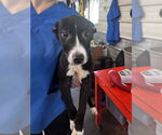 Small Border Collie Mix