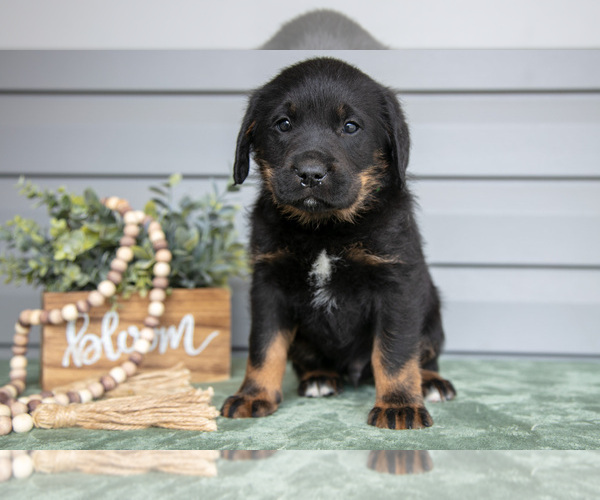 Medium Photo #3 Bernedoodle-Labrador Retriever Mix Puppy For Sale in REED CITY, MI, USA