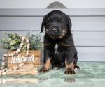 Small Photo #19 Bernedoodle-Labrador Retriever Mix Puppy For Sale in REED CITY, MI, USA