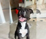 Small #10 Boxer Mix