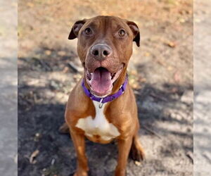American Pit Bull Terrier Dogs for adoption in Aurora, CO, USA