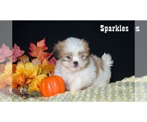 Shih Tzu Puppy for sale in CLARE, MI, USA