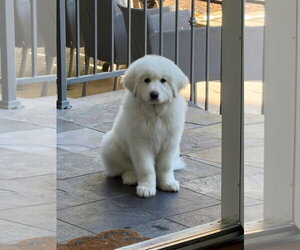 Great Pyrenees Dogs for adoption in Houston, TX, USA