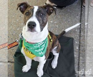 Mutt Dogs for adoption in Washington, DC, USA