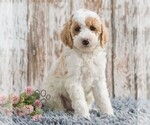 Small #4 Goldendoodle (Miniature)