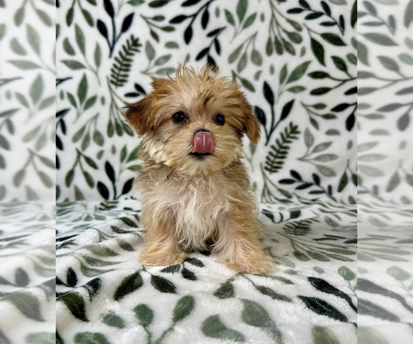 Medium Photo #6 Shorkie Tzu Puppy For Sale in GREENFIELD, IN, USA