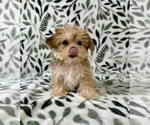 Small #5 Shorkie Tzu
