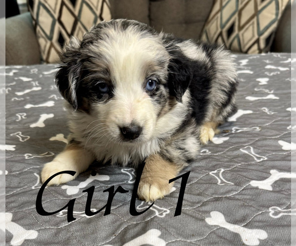 Medium Photo #5 Australian Shepherd Puppy For Sale in SALISBURY, NC, USA