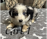 Small #4 Australian Shepherd