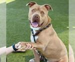 Small American Pit Bull Terrier