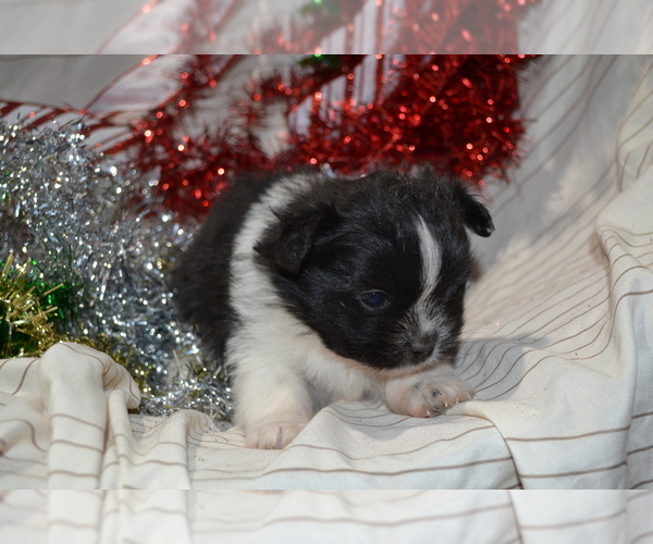 Medium Photo #4 Shiranian Puppy For Sale in GREENWOOD, WI, USA