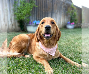 Mother of the Golden Retriever puppies born on 03/22/2025