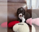 Puppy Willow Springerdoodle