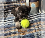 Small Photo #10 Schnauzer (Miniature) Puppy For Sale in KOKOMO, IN, USA
