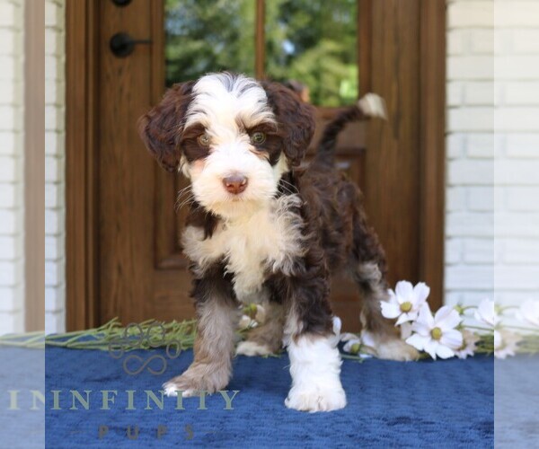 Medium Photo #2 Bernedoodle (Miniature) Puppy For Sale in NARVON, PA, USA