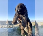 Small #1 German Shepherd Dog