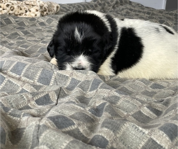 Full screen Photo #2 Newfoundland Puppy For Sale in WAUSEON, OH, USA