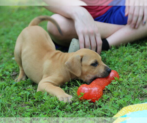 Medium Photo #2 Mutt Puppy For Sale in Wakefield, RI, USA