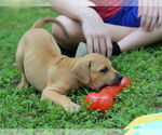 Small #1 Mutt