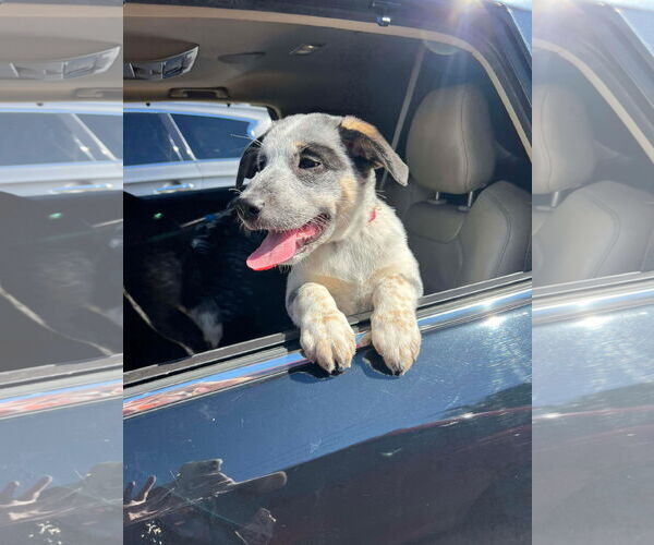 Medium Photo #3 Labrador Retriever-Unknown Mix Puppy For Sale in Westwood, NJ, USA