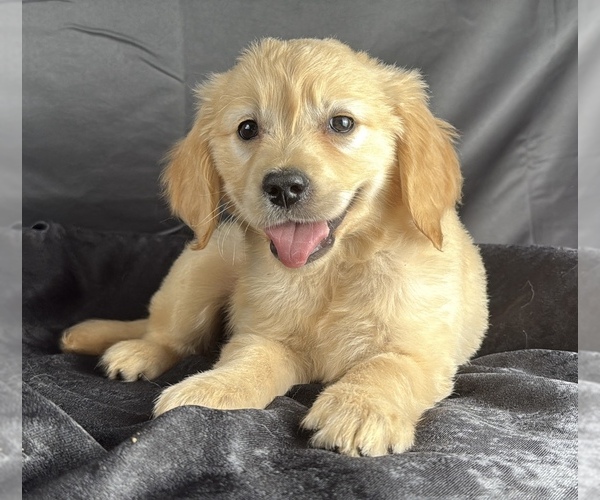 Medium Photo #3 Goldendoodle Puppy For Sale in OCALA, FL, USA