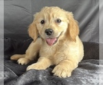 Small #2 Goldendoodle