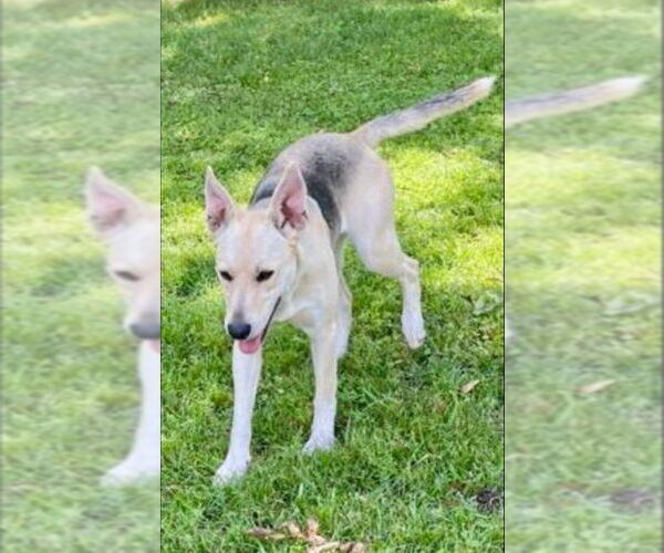 Medium Photo #12 German Shepherd Dog-Unknown Mix Puppy For Sale in Winston Salem, NC, USA