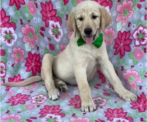 Anatolian Shepherd-Golden Retriever Mix Puppy for sale in LANCASTER, PA, USA