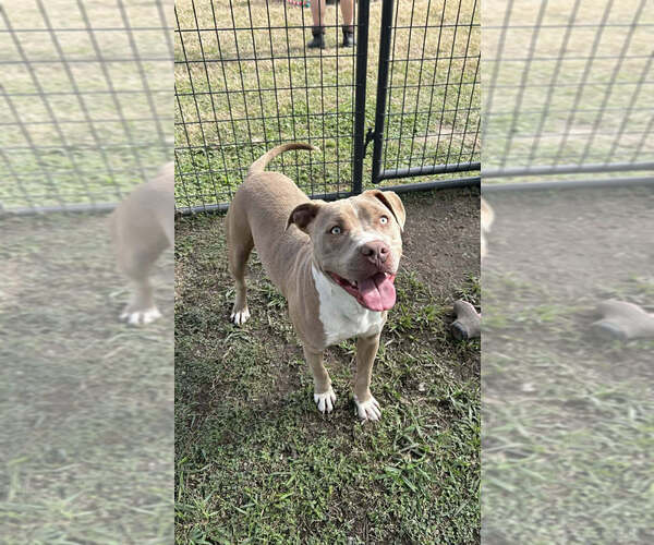 Medium Photo #4 Mutt Puppy For Sale in Abbeville, LA, USA