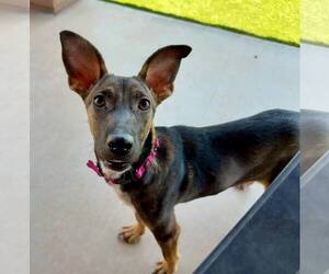 German Pinscher-Whippet Mix Dogs for adoption in Cave Creek, AZ, USA