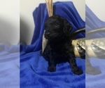 Small Photo #40 Goldendoodle Puppy For Sale in DYERSBURG, TN, USA