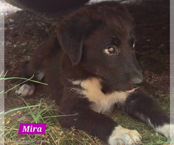 Medium Photo #1 Great Pyrenees-Unknown Mix Puppy For Sale in Alexander, AR, USA