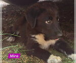 Small Great Pyrenees Mix